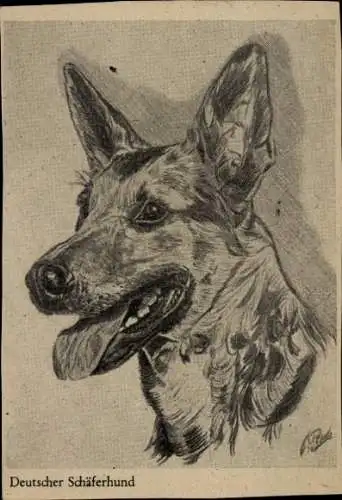 Künstler Ak Deutscher Schäferhund