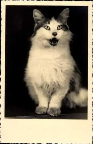 Foto Ak Singende Katze, Tierportrait