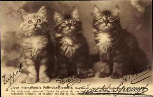 Ak Drei junge Katzen, Ligue Internationale Antivivisectionniste