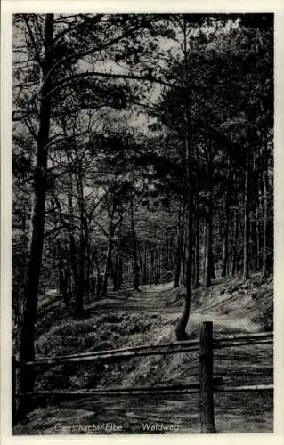 Ak Geesthacht an der Elbe, Waldweg