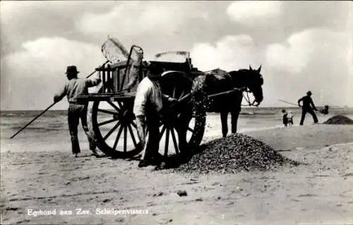 Ak Egmond aan Zee Nordholland Niederlande, Muschelfischer am Strand, Fuhrwerk