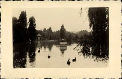 Ak Zweibrücken in der Pfalz, Rosengarten, über 50.000 Rosenstücke, See