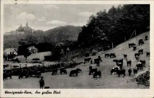 Ak Wernigerode im Harz, Am großen Bleck, Kühe, Panorama