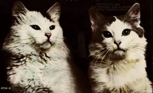Ak Zwei Katzen, Tierportrait, Schnurrbart