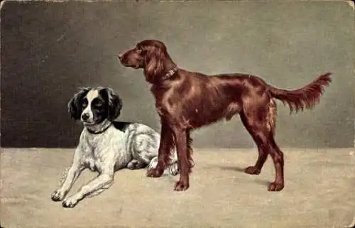 Ak Englischer und Irish Setter, Hunde
