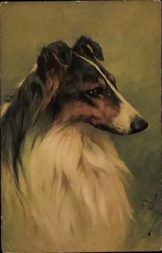 Künstler Ak Hundeportrait, Collie