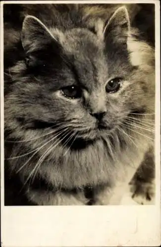 Foto Ak Graue Katze, Tierportrait