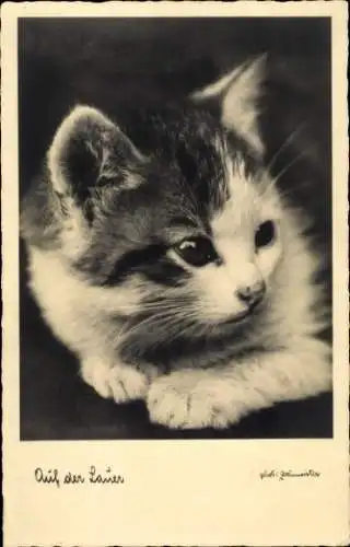 Ak Kleines weiß geflecktes Kurzhaarkätzchen schaut zur Seite