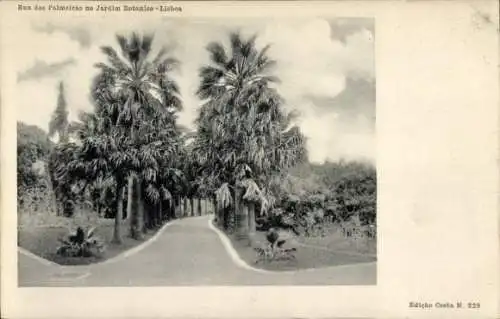 Ak Lisboa Lissabon Portugal, Jardim Botanico, Rua das Palmeiras