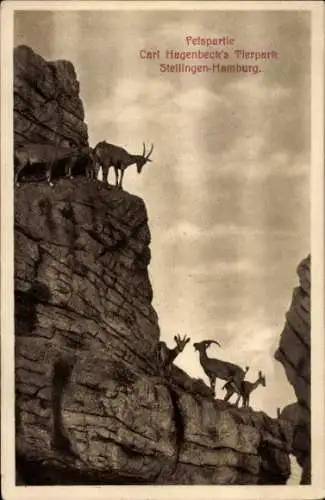 Ak Hamburg Eimsbüttel Stellingen, Carl Hagenbecks Tierpark, Felspartie, Steinböcke