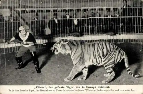 Ak Cäsar, der größte Tiger in Europa, Zirkus, Dompteur, Circus Schumann