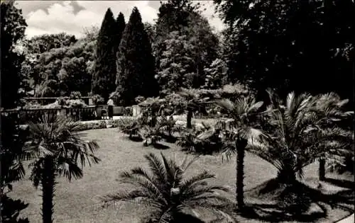 Ak Insel Mainau im Bodensee, Palmenhain