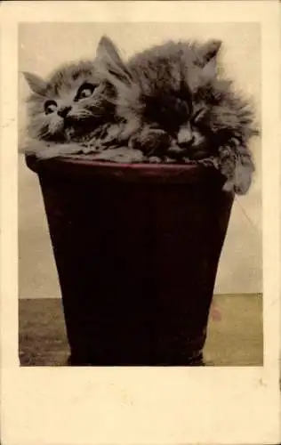 Ak Zwei kleine graue Katzen in einem Blumentopf