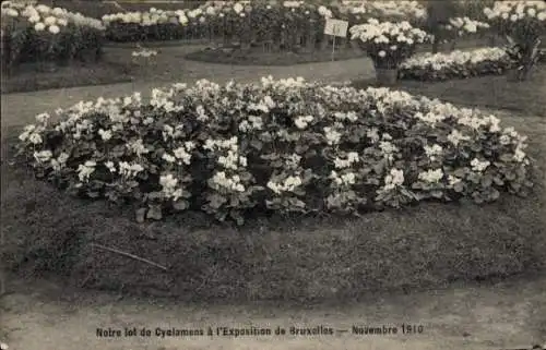 Ak Bruxelles, Notre lot de Cyclamens a l'Exposition de Novembre 1910