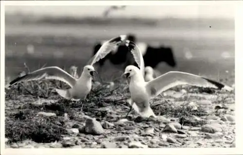 Foto Ak Insel Poel Mecklenburg, Möweninsel Langenwerder, Möwen