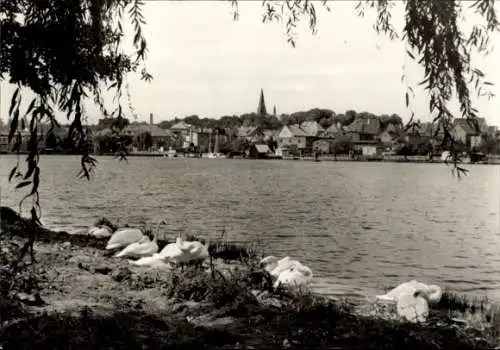 Ak Malchow in Mecklenburg, Teilansicht, Blick über See, Schwäne