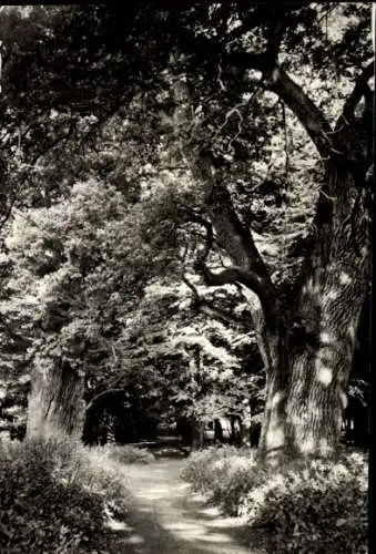 Ak Ivenack in Mecklenburg, 1000jährige Eichen, Schlosspark, Naturdenkmäler