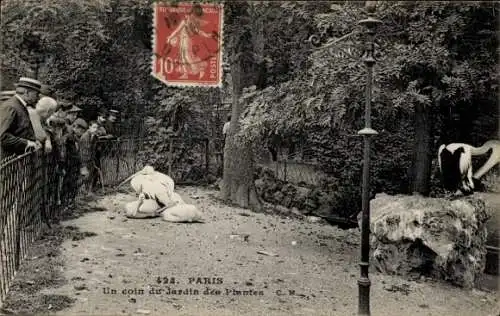 Ak Paris V, Jardin des Plantes