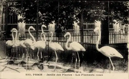 Ak Paris V, Jardin des Plantes, Die rosa Flamingos