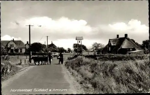 Ak Süddorf auf Amrum, Teilansicht, Rinder, Auto, Personen