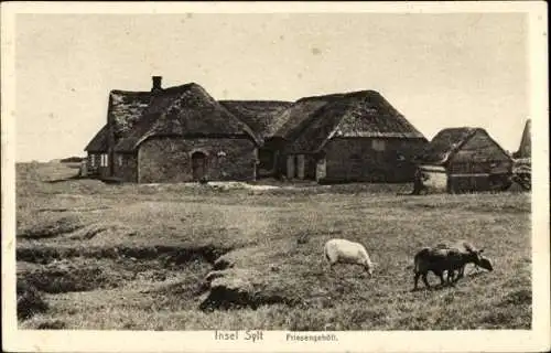 Ak Insel Sylt in Nordfriesland, Friesengehöft, Schafe