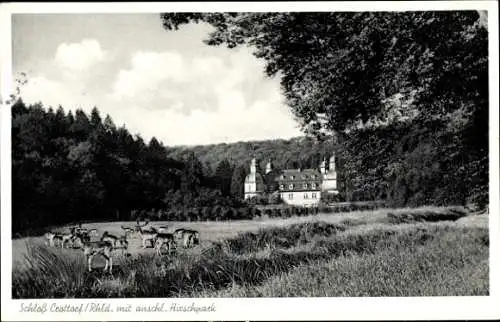 Ak Crottorf Friesenhagen Rheinland Pfalz, Schloss Crottorf, Hirschpark