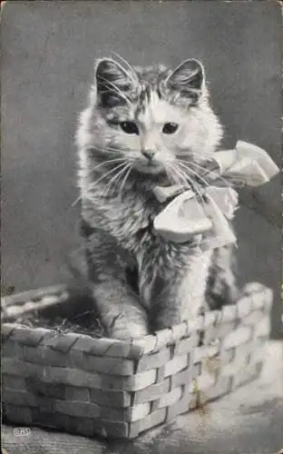 Ak Katze mit Schleife, Korb, Tierportrait