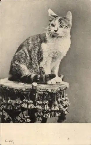 Ak Katze auf Tisch sitzend, Tierportrait