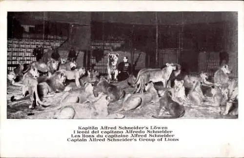 Ak Kapitän Alfred Schneiders Löwen, Les Lions du capitaine Alfred Schneider