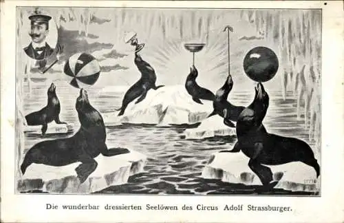 Ak Cicrus Adolf Strassburger, dressierte Seelöwen