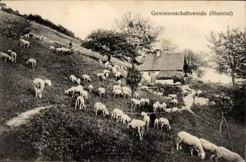 Ak Rheintal, Genossenschaftsweide, Schafe, Haus