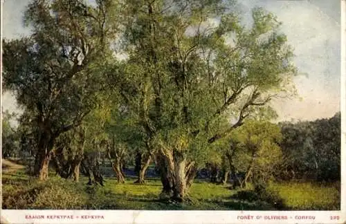 Ak Korfu Griechenland, Olivenwald