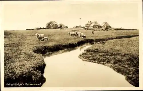 Ak Hallig Hooge in Nordfriesland, Backenswarf, Schafe