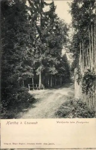 Ak Hartha Hintergersdorf Tharandt im Erzgebirge, Wald, Forstgarten