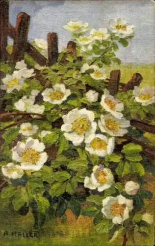 Künstler Ak Blühende weiße Blumen am Zaun