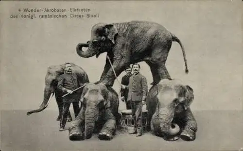 Ak Wunder-Akrobaten-Elefanten, Kgl. rumänischer Circus Sidoli