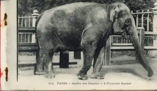 20 alte Ak diverse Tiere, Jardin des Plantes de Paris, im passenden Heft, verschiede Ansichten
