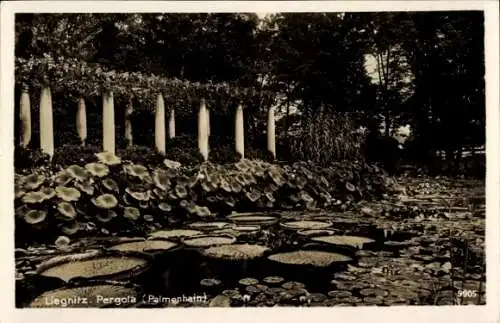 Ak Legnica Liegnitz Schlesien, Pergola, Palmenhain