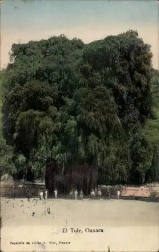 Ak Oaxaca Mexiko, El Tule, Teil am Baum