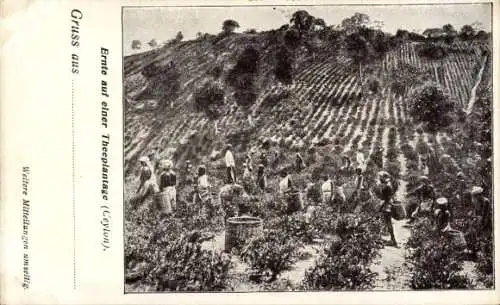 Ak Ceylon Sri Lanka, Ernte auf einer Teeplantage