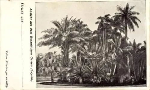 Ak Ceylon Sri Lanka, Ansicht aus dem Botanischen Garten, Palmen