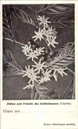Ak Blüten und Früchte des Kaffeebaumes, Ceylon, Kaffeeimport Adolph Richter & Co., Hamburg