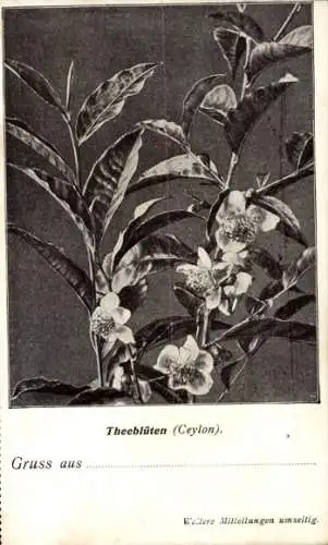 Ak Ceylon Sri Lanka, Teeblüten