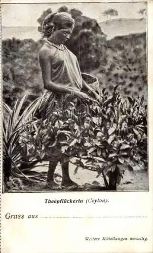 Künstler Ak Ceylon Sri Lanka, Teepflückerin