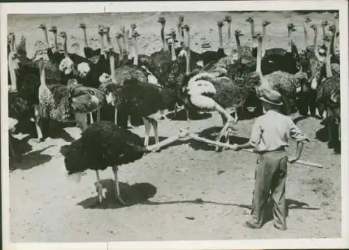 Foto Straußenzucht in Südafrika