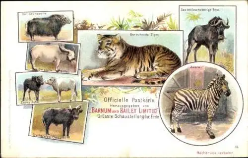 Litho Zirkus Barnum and Bailey, Der ruhende Tiger, Zebra, Gnu, Büffel, Zebu