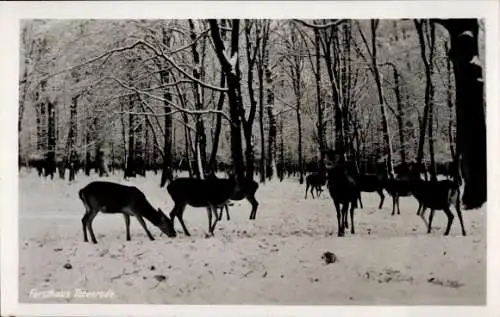 Ak Altenbrak Thale im Harz, Forsthaus Totenrode, Hirsche, Winter