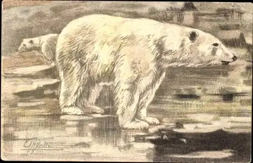 Künstler Litho Zwei Eisbären, Tierportrait
