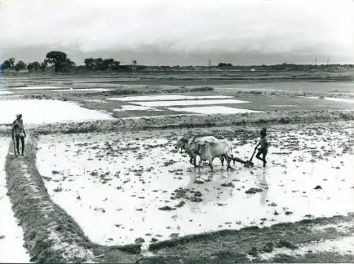 Foto Bauern mit Rinderpflug auf einem Feld, Reisanbau in Asien