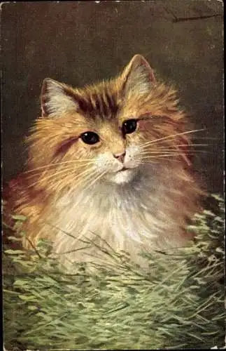 Künstler Ak Müller, August, Katze mit rot weißem Fell im Gras